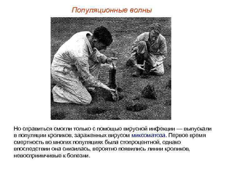 Популяционные волны Но справиться смогли только с помощью вирусной инфекции — выпускали в популяции