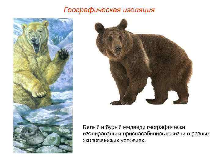 Географическая изоляция Белый и бурый медведи географически изолированы и приспособились к жизни в разных