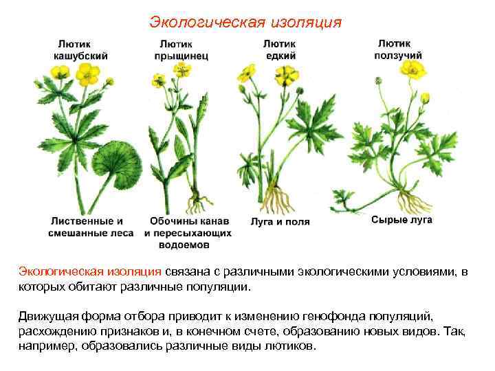 Экологическая изоляция связана с различными экологическими условиями, в которых обитают различные популяции. Движущая форма