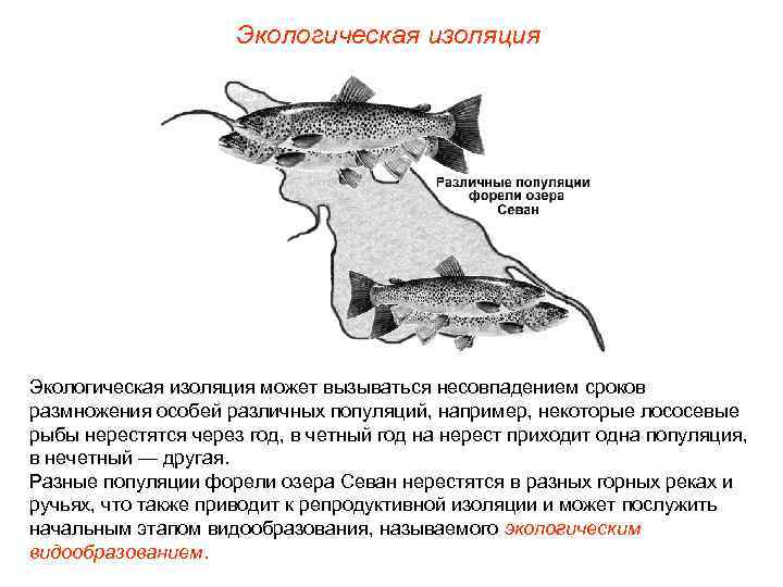 Экологическая изоляция может вызываться несовпадением сроков размножения особей различных популяций, например, некоторые лососевые рыбы