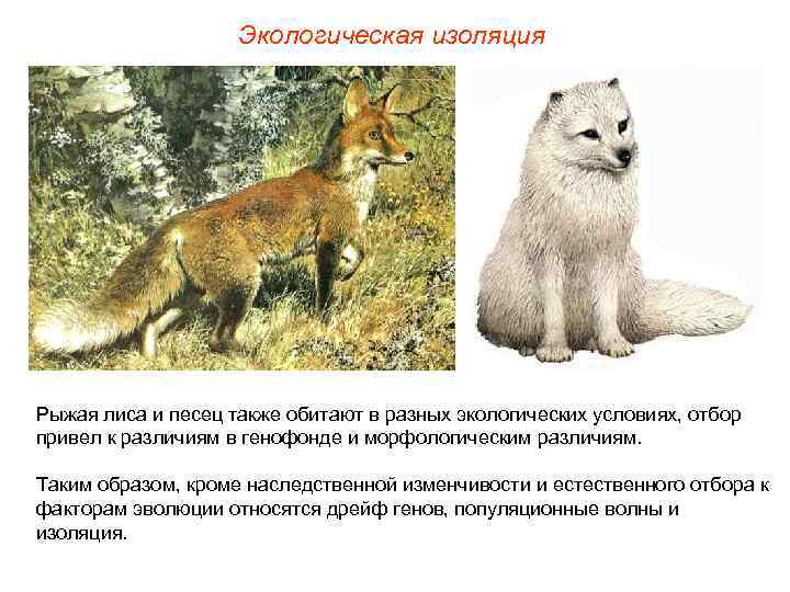 Экологическая изоляция Рыжая лиса и песец также обитают в разных экологических условиях, отбор привел