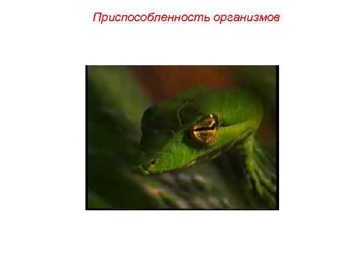Приспособленность организмов 