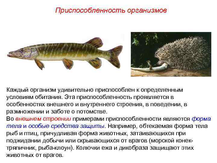 Приспособленность организмов Каждый организм удивительно приспособлен к определенным условиям обитания. Эта приспособленность проявляется в