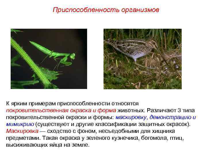 Приспособленность организмов К ярким примерам приспособленности относятся покровительственная окраска и форма животных. Различают 3