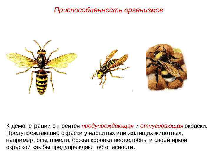 Приспособленность организмов К демонстрации относятся предупреждающая и отпугивающая окраски. Предупреждающие окраски у ядовитых или