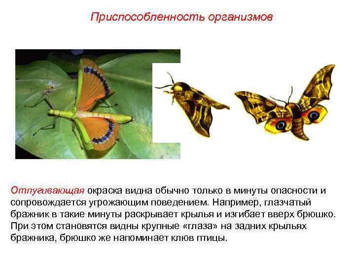Приспособленность организмов Отпугивающая окраска видна обычно только в минуты опасности и сопровождается угрожающим поведением.