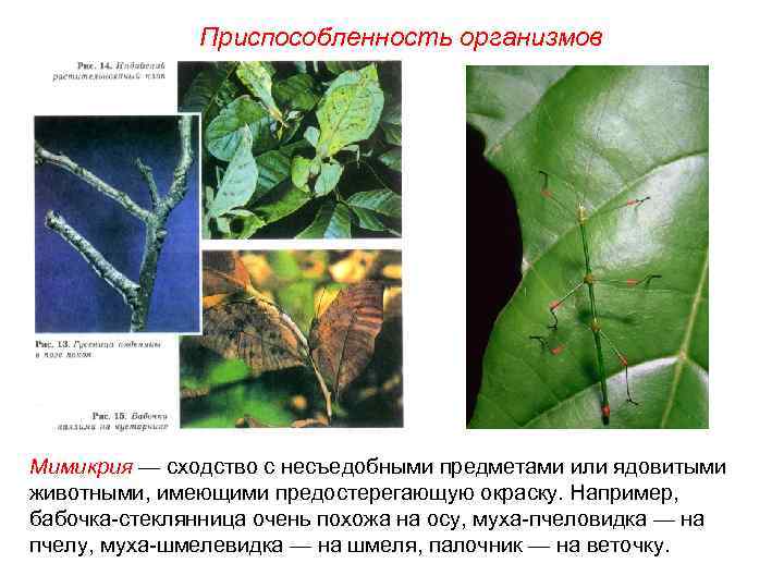 Приспособленность организмов Мимикрия — сходство с несъедобными предметами или ядовитыми животными, имеющими предостерегающую окраску.