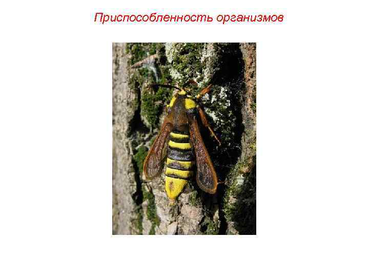 Приспособленность организмов 