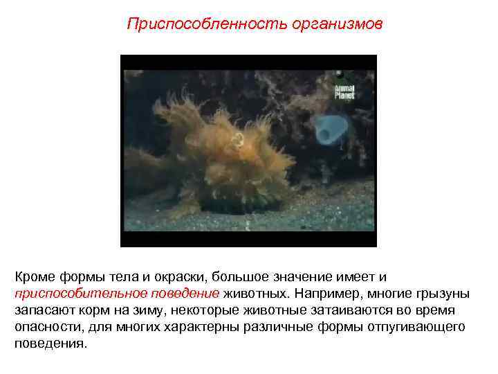 Приспособленность организмов Кроме формы тела и окраски, большое значение имеет и приспособительное поведение животных.