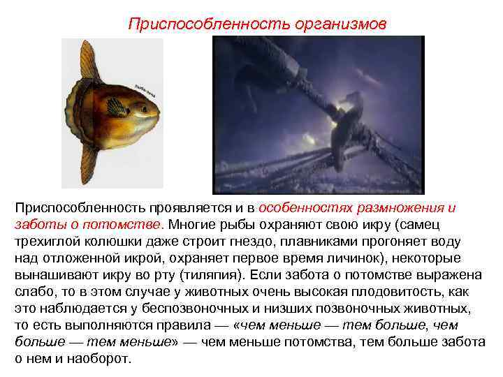 Приспособленность организмов Приспособленность проявляется и в особенностях размножения и заботы о потомстве. Многие рыбы