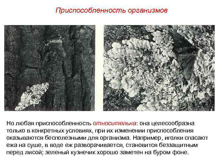 Приспособленность организмов Но любая приспособленность относительна: она целесообразна только в конкретных условиях, при их