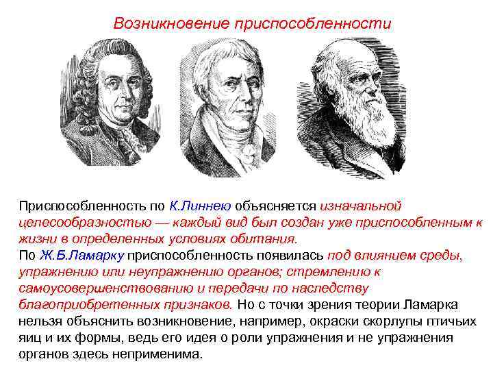 Возникновение приспособленности Приспособленность по К. Линнею объясняется изначальной целесообразностью — каждый вид был создан