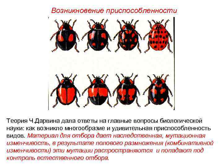 Возникновение приспособленности Теория Ч. Дарвина дала ответы на главные вопросы биологической науки: как возникло