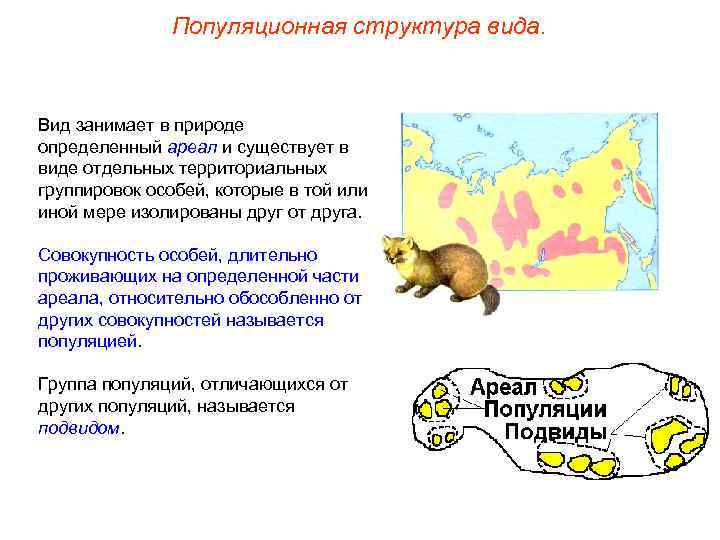 Популяционная структура вида. Вид занимает в природе определенный ареал и существует в виде отдельных