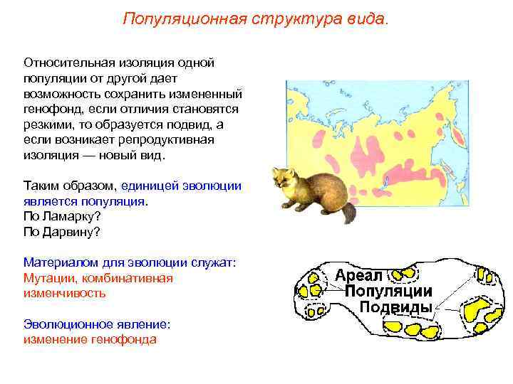 Популяционная структура вида. Относительная изоляция одной популяции от другой дает возможность сохранить измененный генофонд,