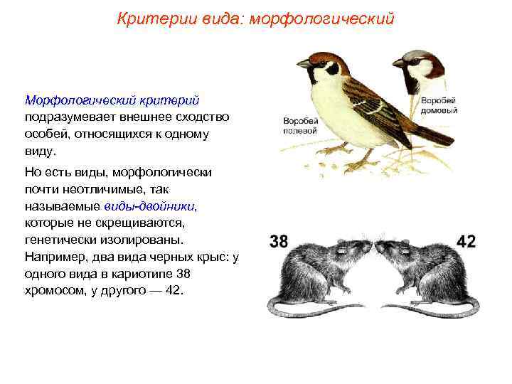 Критерии вида: морфологический Морфологический критерий подразумевает внешнее сходство особей, относящихся к одному виду. Но