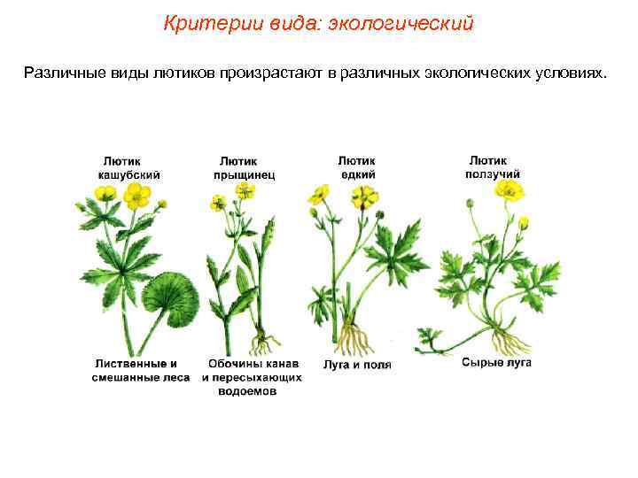 Критерии вида: экологический Различные виды лютиков произрастают в различных экологических условиях. 