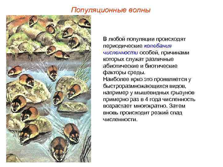 Популяционные волны В любой популяции происходят периодические колебания численности особей, причинами которых служат различные