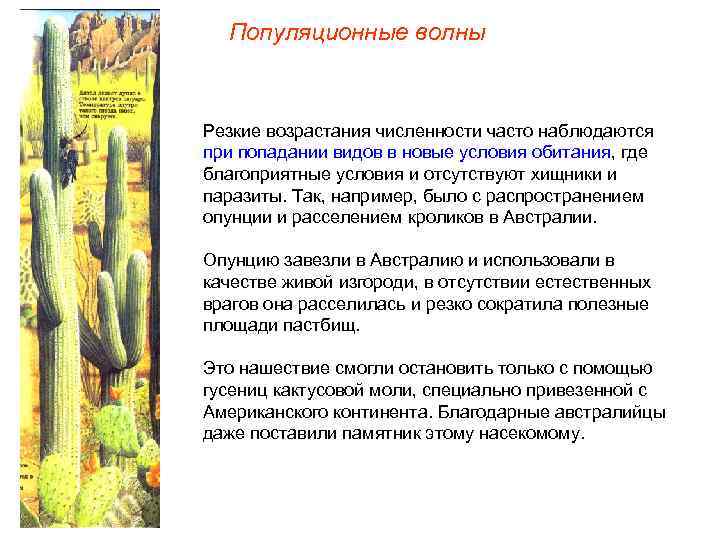 Популяционные волны Резкие возрастания численности часто наблюдаются при попадании видов в новые условия обитания,