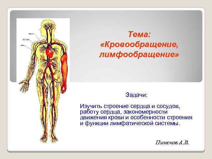 Тема: «Кровообращение, лимфообращение» Задачи: Изучить строение сердца и сосудов, работу сердца, закономерности движения крови