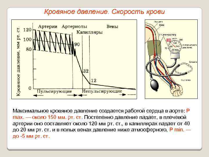 Кровяное давление. Скорость крови Максимальное кровяное давление создается работой сердца в аорте: P max.