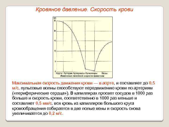 Кровяное давление. Скорость крови Максимальная скорость движения крови — в аорте, и составляет до