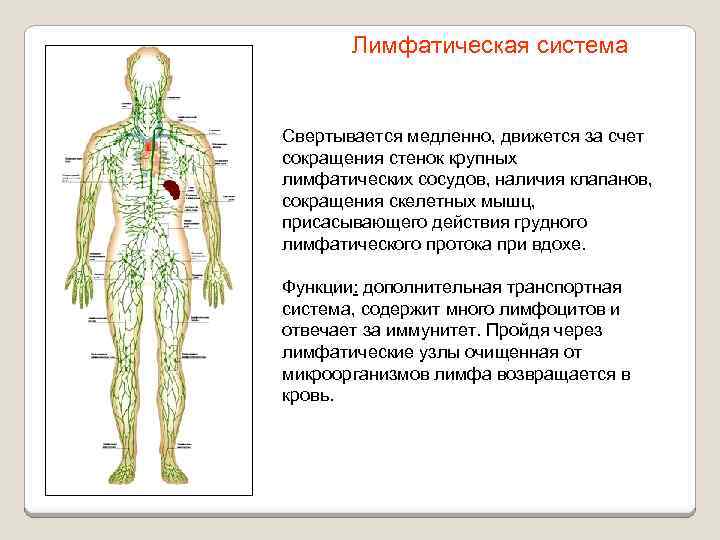 Лимфатическая система Свертывается медленно, движется за счет сокращения стенок крупных лимфатических сосудов, наличия клапанов,