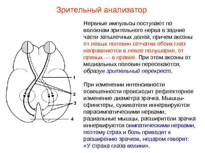 Зрительный анализатор Нервные импульсы поступают по волокнам зрительного нерва в задние части затылочных долей,