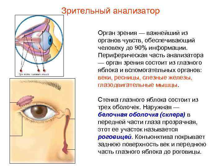 Зрительный анализатор Орган зрения — важнейший из органов чувств, обеспечивающий человеку до 90% информации.