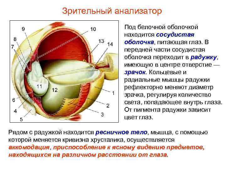 Зрительный анализатор Под белочной оболочкой находится сосудистая оболочка, питающая глаз. В передней части сосудистая