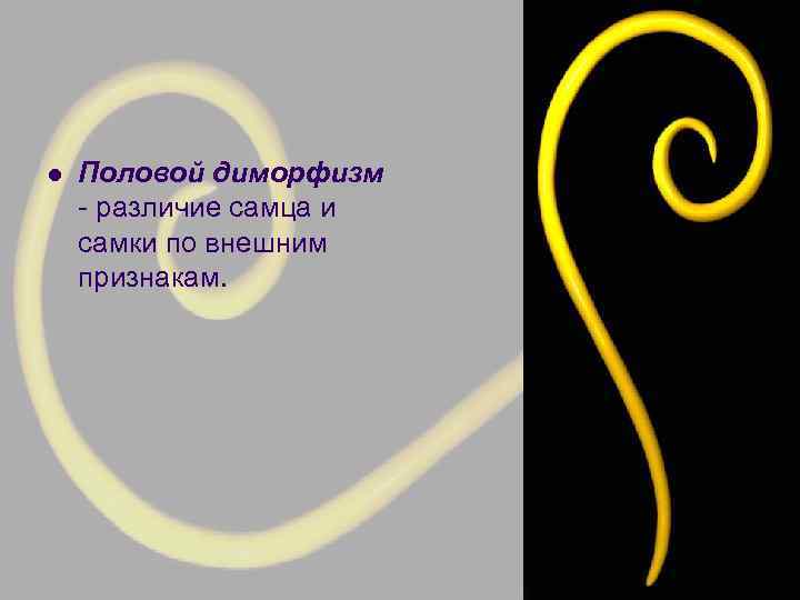 l Половой диморфизм - различие самца и самки по внешним признакам. 