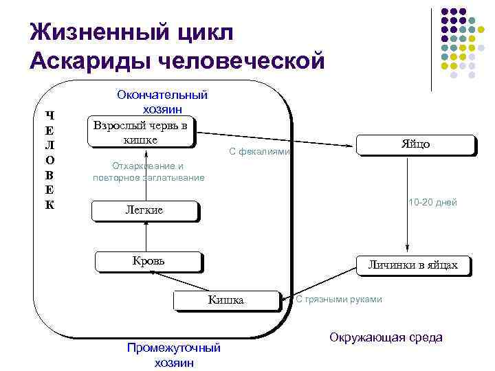 Жизненный цикл Аскариды человеческой Ч Е Л О В Е К Окончательный хозяин Взрослый