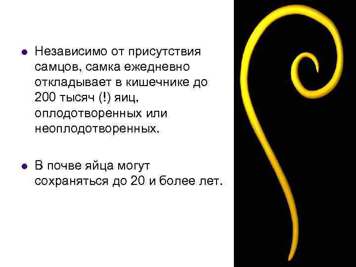 l Независимо от присутствия самцов, самка ежедневно откладывает в кишечнике до 200 тысяч (!)