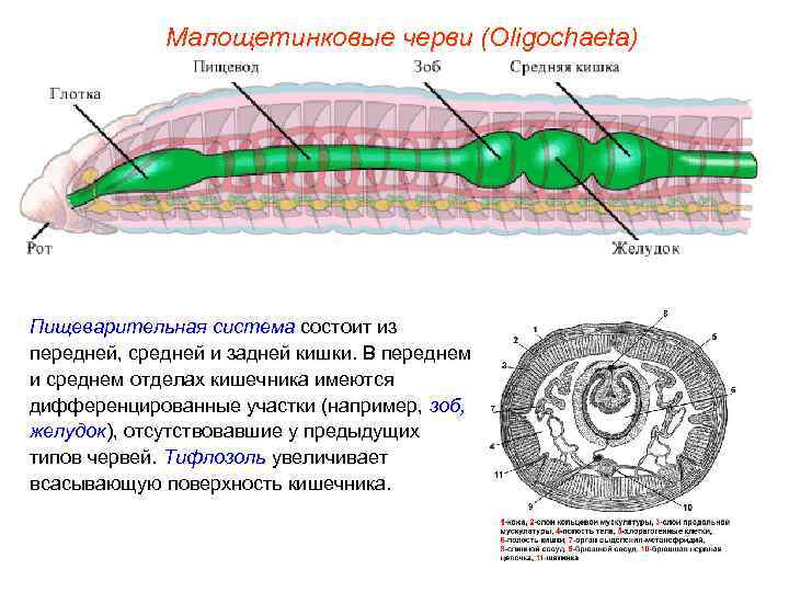 Малощетинковые черви (Oligochaeta) Пищеварительная система состоит из передней, средней и задней кишки. В переднем