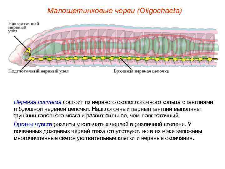Малощетинковые черви (Oligochaeta) Нервная система состоит из нервного окологлоточного кольца с ганглиями и брюшной