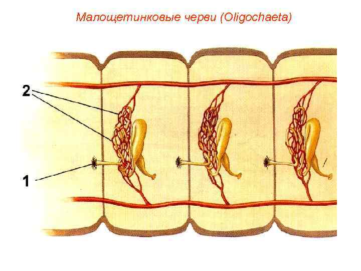 Малощетинковые черви (Oligochaeta) 