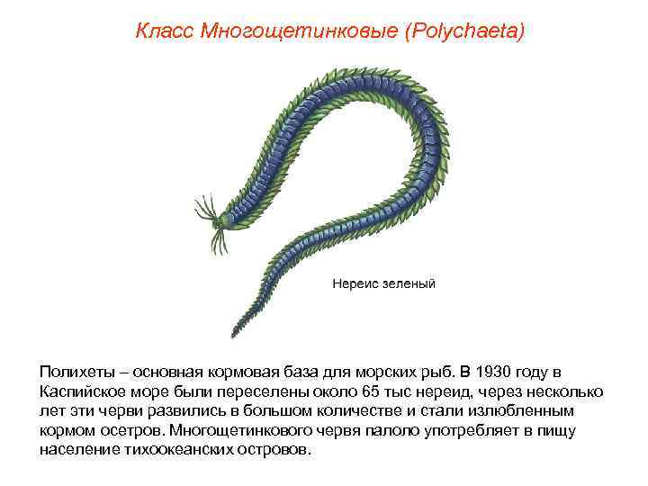 Класс Многощетинковые (Polуchaeta) Полихеты – основная кормовая база для морских рыб. В 1930 году