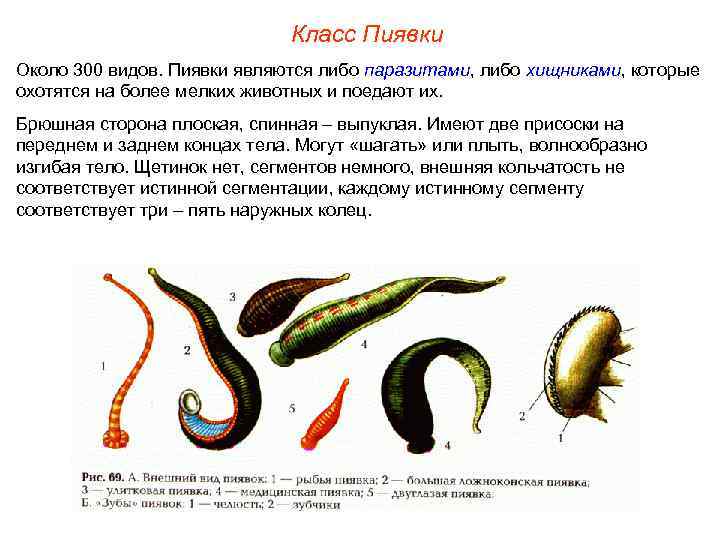 Класс Пиявки Около 300 видов. Пиявки являются либо паразитами, либо хищниками, которые охотятся на