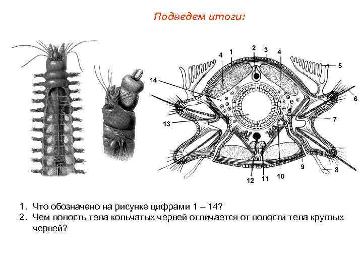 Подведем итоги: 1. Что обозначено на рисунке цифрами 1 – 14? 2. Чем полость