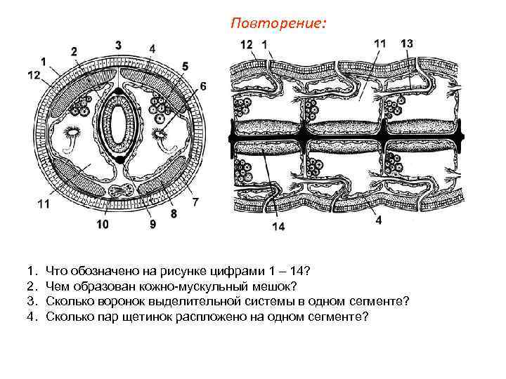 Повторение: 1. 2. 3. 4. Что обозначено на рисунке цифрами 1 – 14? Чем