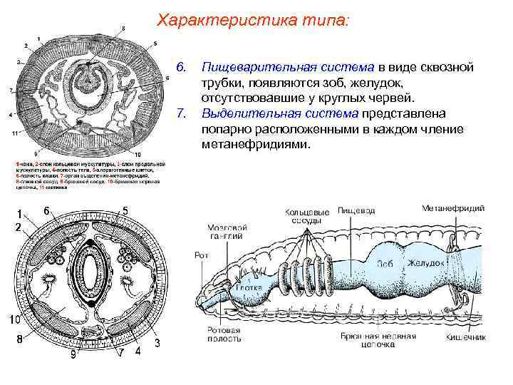 Характеристика типа: 6. 7. Пищеварительная система в виде сквозной трубки, появляются зоб, желудок, отсутствовавшие