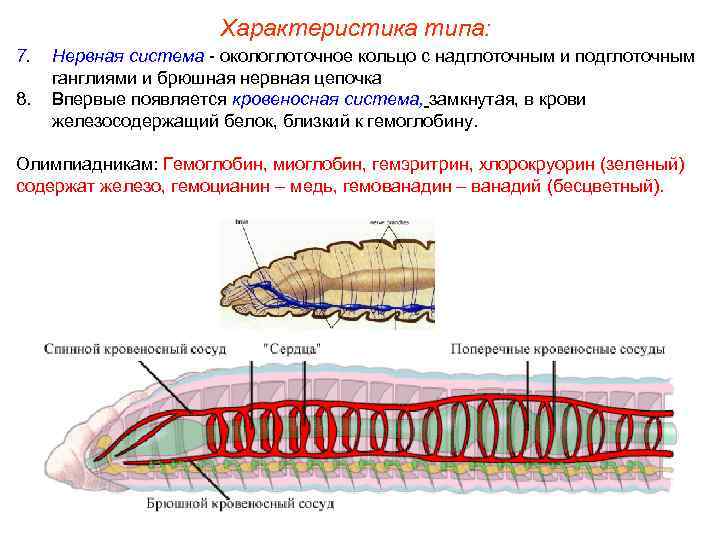 Характеристика типа: 7. 8. Нервная система - окологлоточное кольцо с надглоточным и подглоточным ганглиями