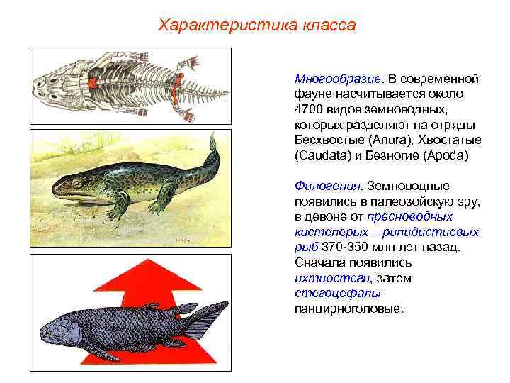Характеристика класса Многообразие. В современной фауне насчитывается около 4700 видов земноводных, которых разделяют на