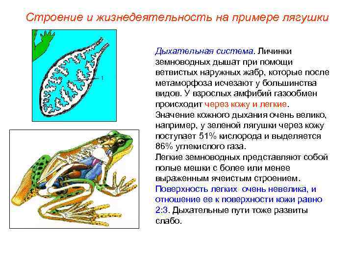 Строение и жизнедеятельность на примере лягушки Дыхательная система. Личинки земноводных дышат при помощи ветвистых