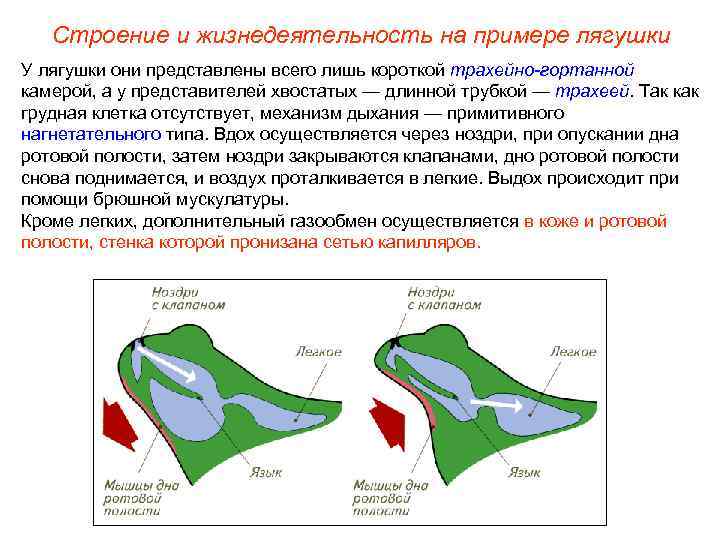 Строение и жизнедеятельность на примере лягушки У лягушки они представлены всего лишь короткой трахейно-гортанной