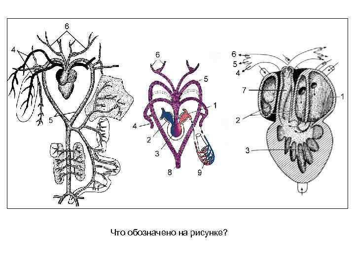 Что обозначено на рисунке? 