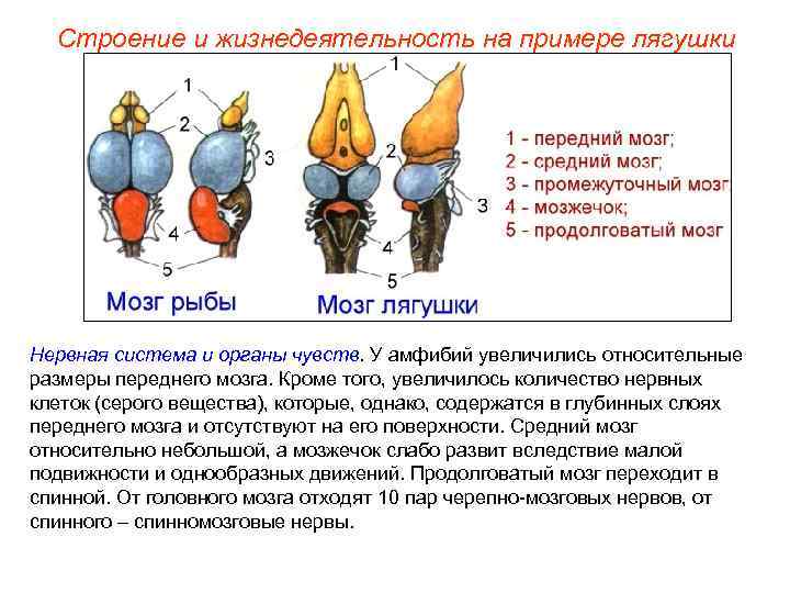 Строение и жизнедеятельность на примере лягушки Нервная система и органы чувств. У амфибий увеличились
