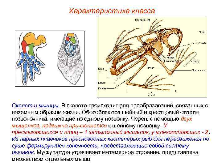 Характеристика класса Скелет и мышцы. В скелете происходит ряд преобразований, связанных с наземным образом