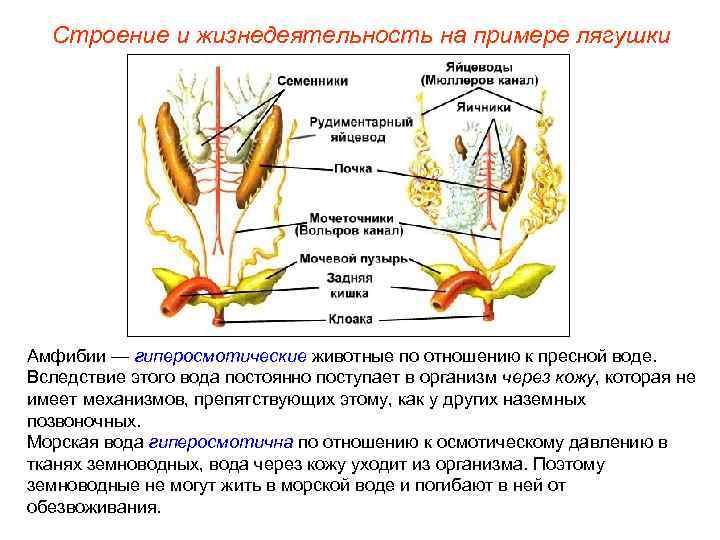 Строение и жизнедеятельность на примере лягушки Амфибии — гиперосмотические животные по отношению к пресной