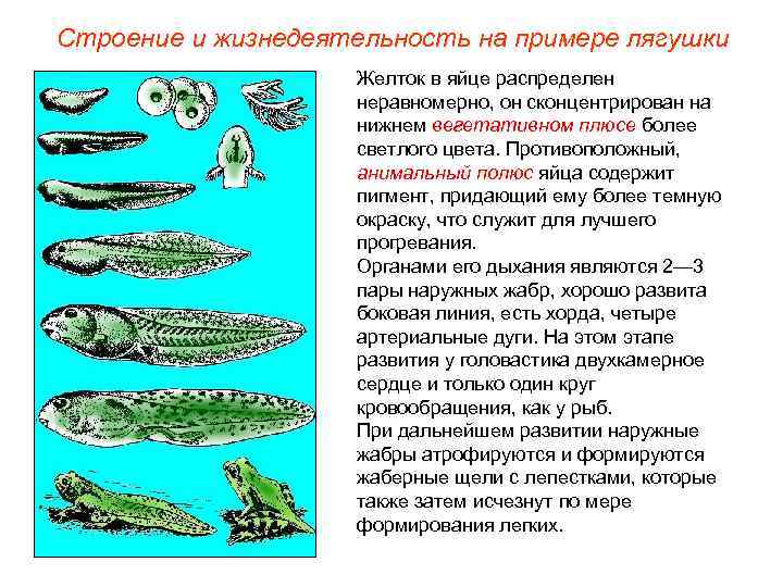 Строение и жизнедеятельность на примере лягушки Желток в яйце распределен неравномерно, он сконцентрирован на